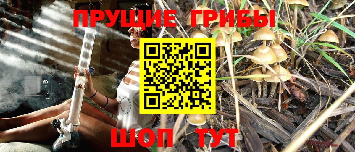 Новокузнецк  Псилоцибиновые грибы Psilocybine cubensis  Вход с VPN 